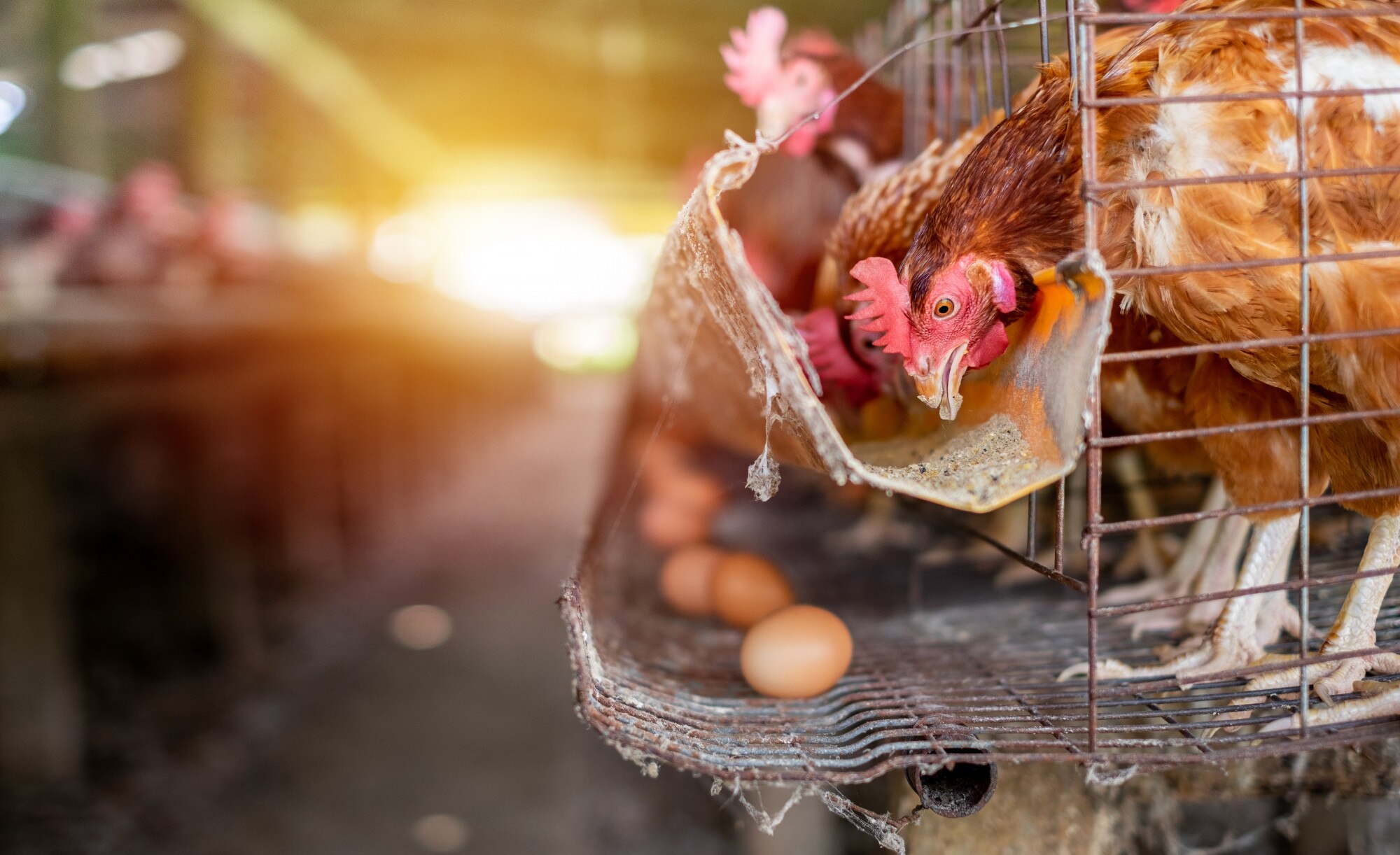 ILAVA Poultry LLP Farm